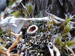 Psoroma hypnorum