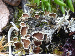 Psoroma hypnorum