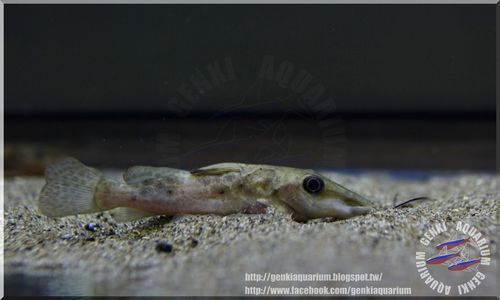 Giraffe catfish