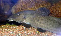 Armoured Catfish photo 5