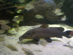 Armoured Catfish photo 4