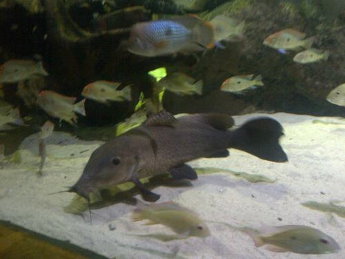 Giraffe catfish