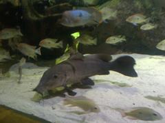 Armoured Catfish photo 3