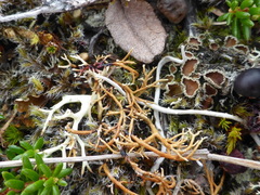 Psoroma hypnorum