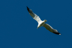 Larus canus