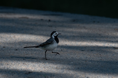 Motacilla alba