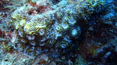 Acanthastrea