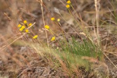 Erigeron linearis
