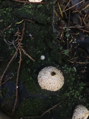 Lycoperdon compactum