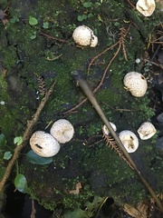 Lycoperdon compactum