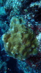 Leptoria phrygia