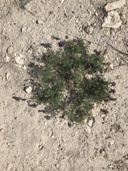 Dalea frutescens