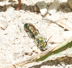 Hoplitis fulgida fulgida