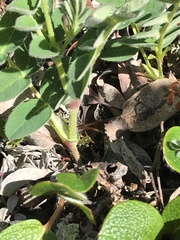 Astragalus umbellatus