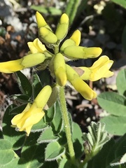 Astragalus umbellatus