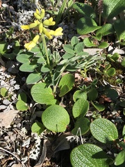 Astragalus umbellatus