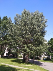 Populus