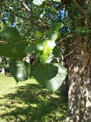 Populus