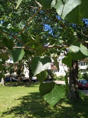 Populus