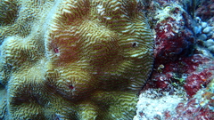 Leptoria phrygia