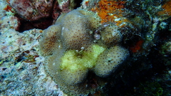 Goniastrea stelligera
