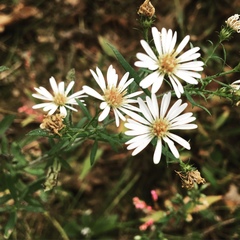 Symphyotrichum