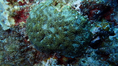 Acanthastrea