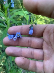 Mertensia paniculata borealis