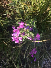 Malva sylvestris