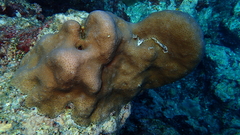 Goniastrea stelligera