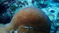 Goniastrea stelligera