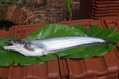 Freshwater Shark photo 5
