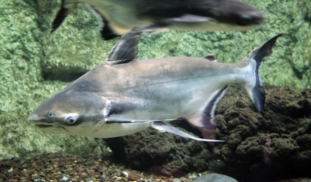 Giant Pangasius