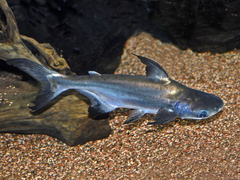 Giant Pangasius photo 2