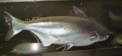 Giant Pangasius photo 3