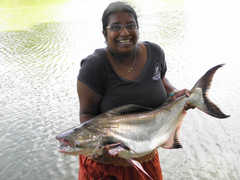 Giant Pangasius photo 4