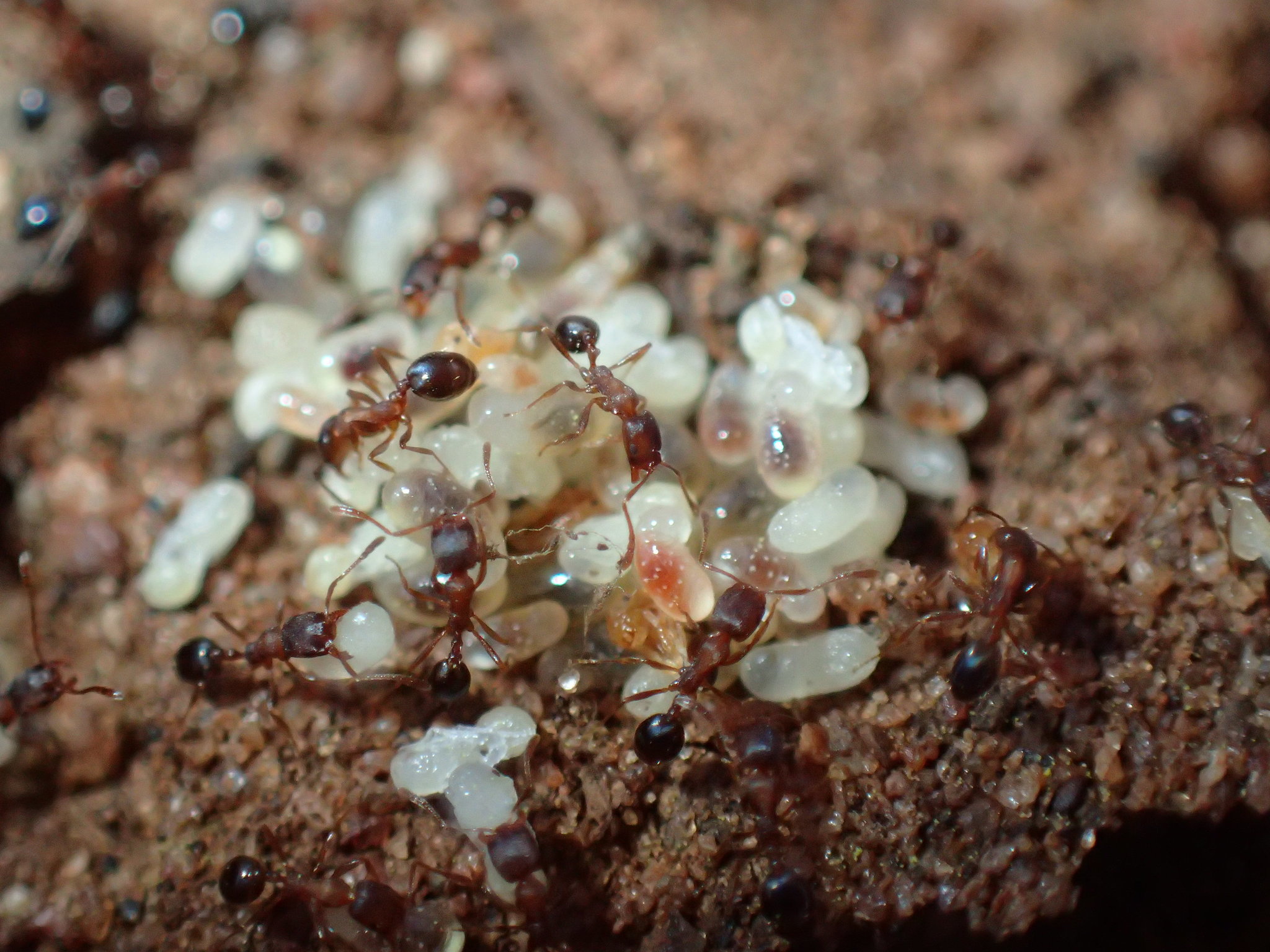 Monomorium delagoense