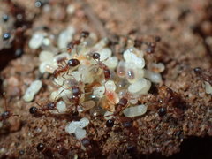 Monomorium delagoense