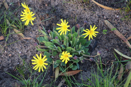 Othonna heterophylla