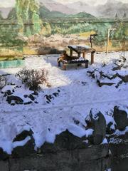Panthera tigris altaica