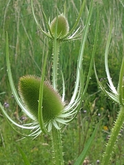 Dipsacus fullonum