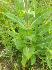 Dipsacus fullonum