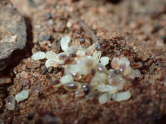 Monomorium delagoense