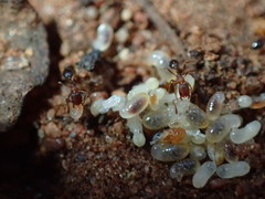 Monomorium delagoense