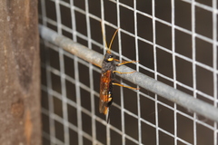 Urocerus flavicornis