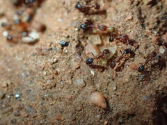 Monomorium delagoense