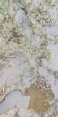 Rorippa amphibia