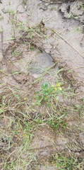 Rorippa amphibia