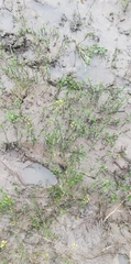 Rorippa amphibia