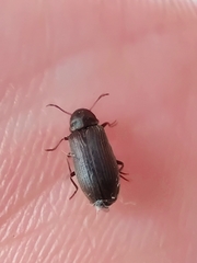 Hadrobregmus confusus